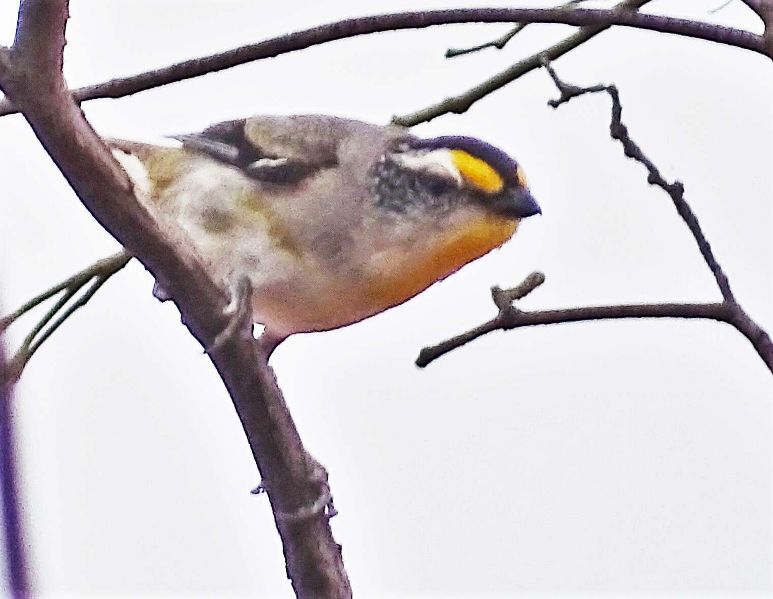 Image of Pardalotus striatus substriatus Mathews 1912