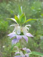 Imagem de Monarda punctata var. punctata