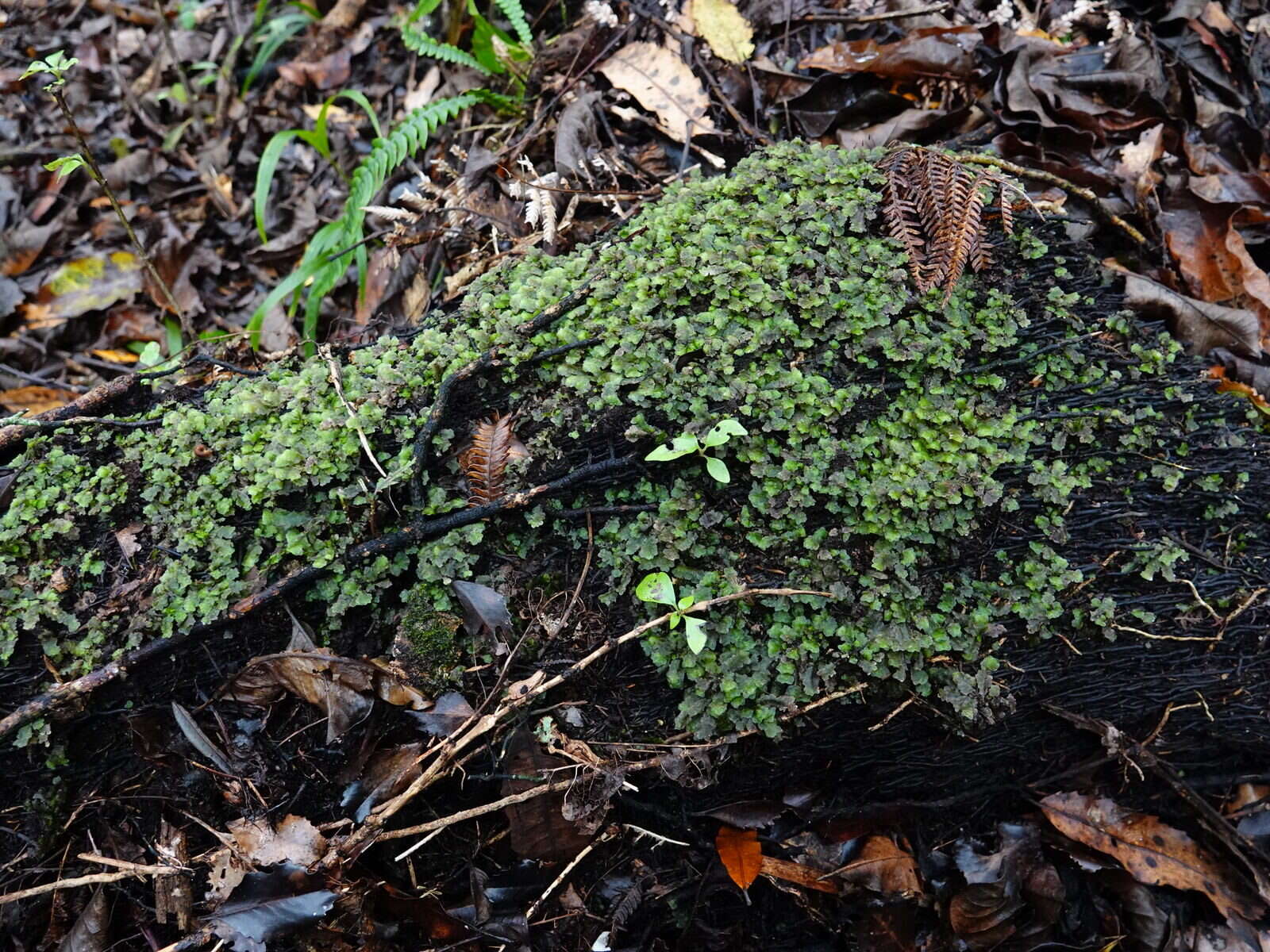 Image of Achrophyllum quadrifarium Vitt & Crosby 1972