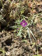 Imagem de Clarkia gracilis (Piper) A. Nels. & J. F. Macbr.