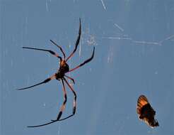 Imagem de Nephila comorana Strand 1916