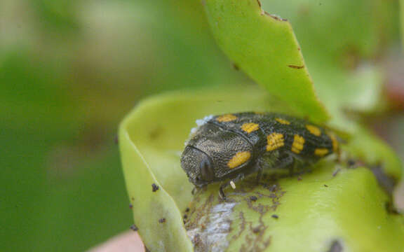 Imagem de Acmaeodera xanthosticta Laporte & Gory 1835