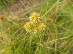 Juncus torreyi Coville的圖片