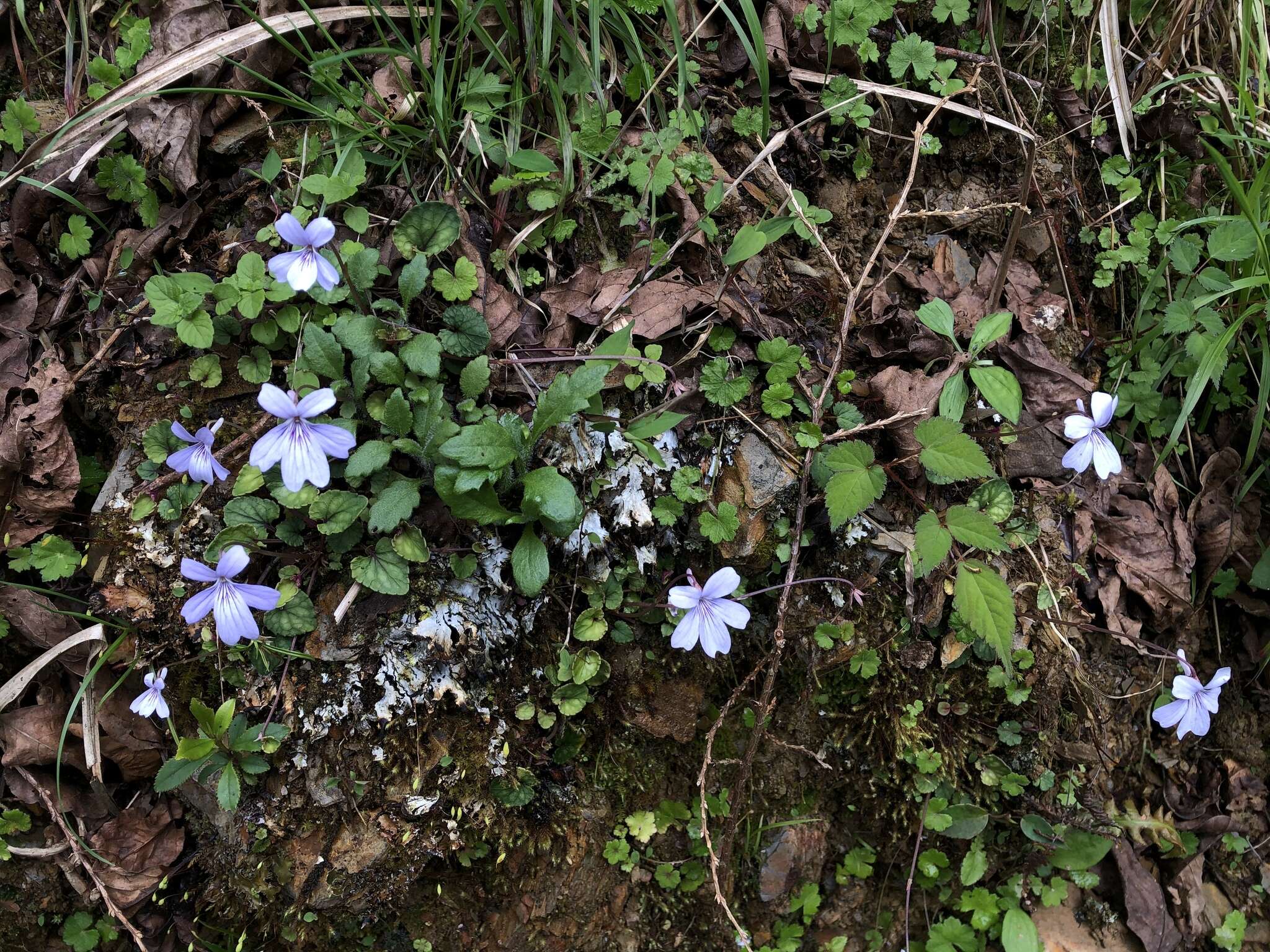 Imagem de Viola formosana Hayata