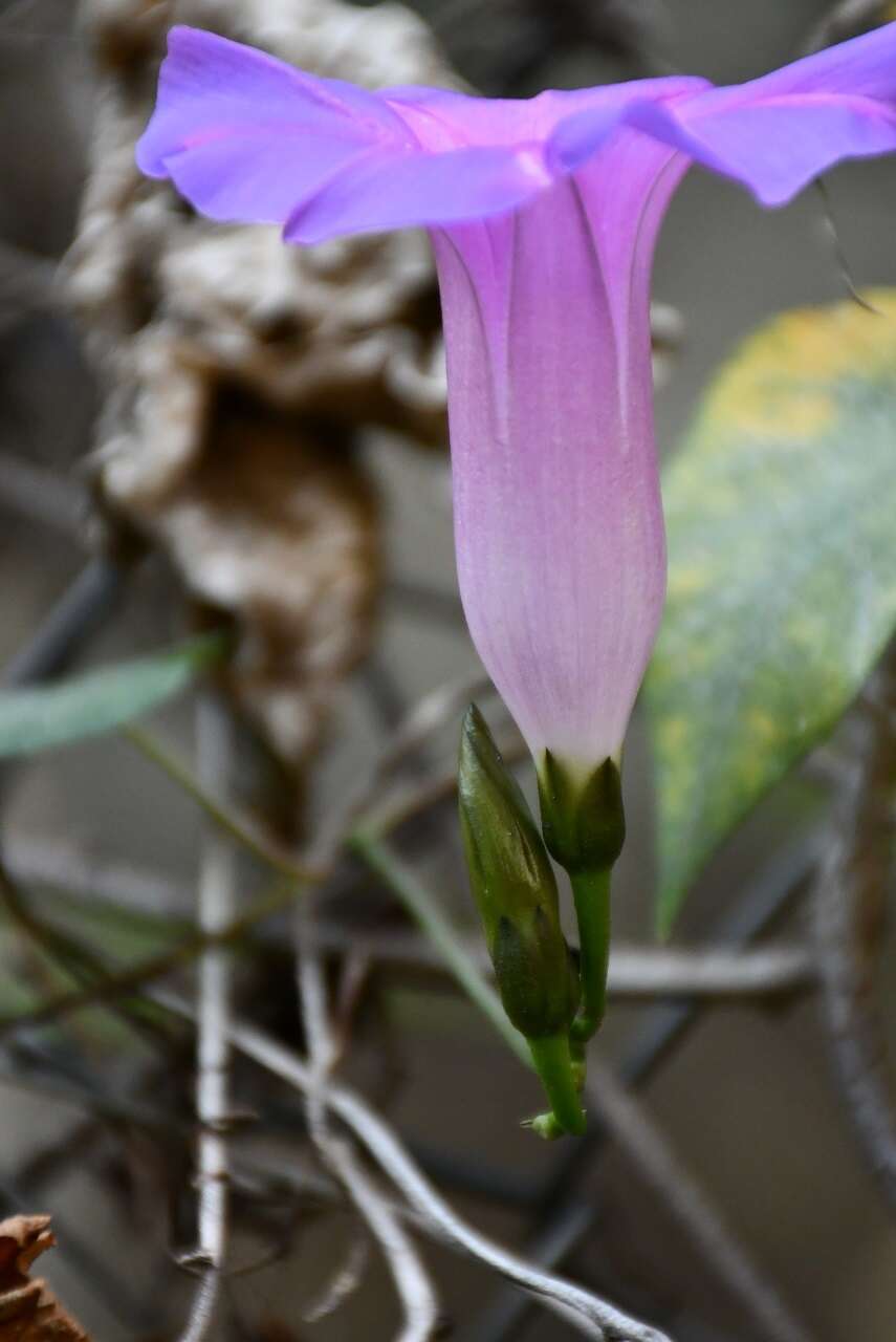 Image of Ipomoea orizabensis var. austromexicana J. A. Mc Donald