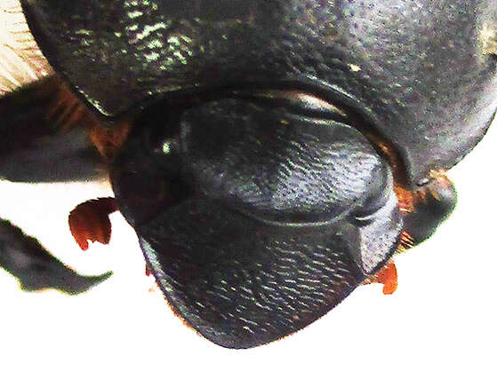 Image of Onitis uncinatus Klug 1855
