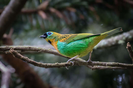 Image of Brassy-breasted Tanager