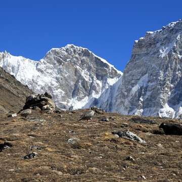 Image of Tibetan Snowcock