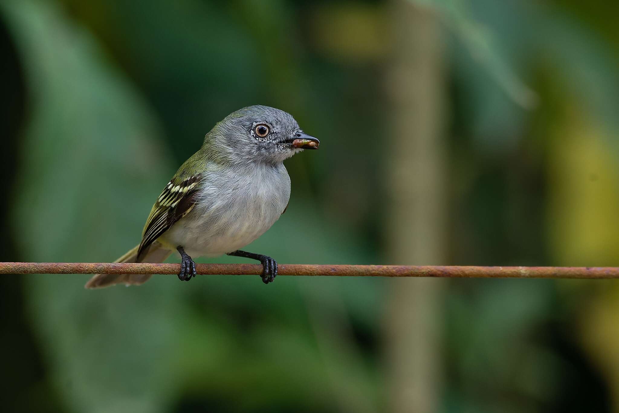 Image of Gray Elaenia