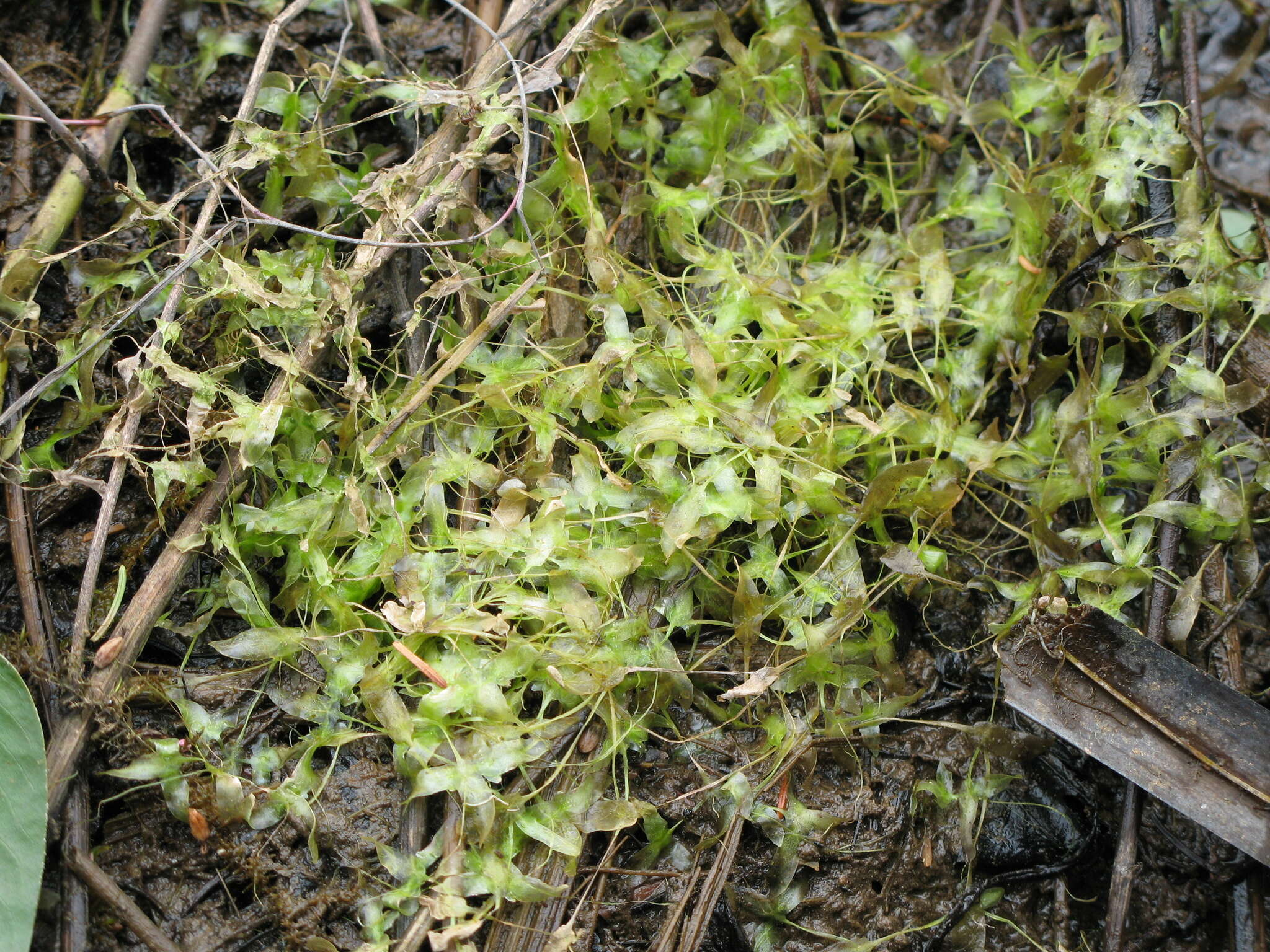 Image of Duckweed