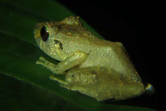 Image de Pristimantis urichi (Boettger ex Mole & Urich 1894)