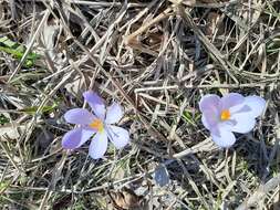 Crocus neglectus Peruzzi & Carta resmi