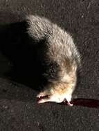 Image of Andean White-eared Opossum