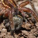 Image of Dolomedes alexandri Raven & Hebron 2018