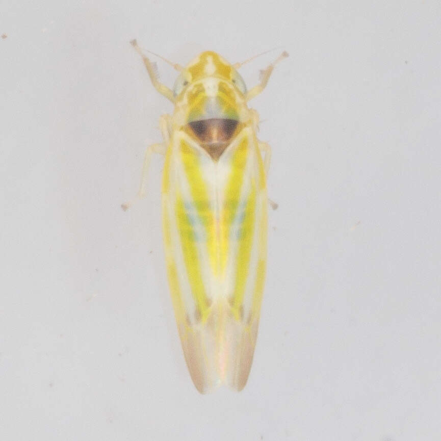 Image of Erythridula penenoeva (Beamer 1930)