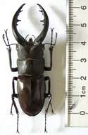 Image de Prosopocoilus dissimilis dissimilis