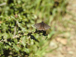 Image of Erynnis propertius Scudder & Burgess 1870