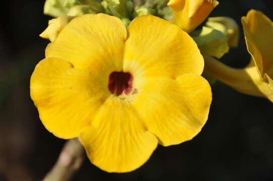 صورة Uncarina ankaranensis Ihlenf.