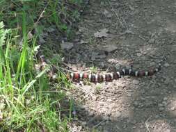 Image of California Mountain Kingsnake