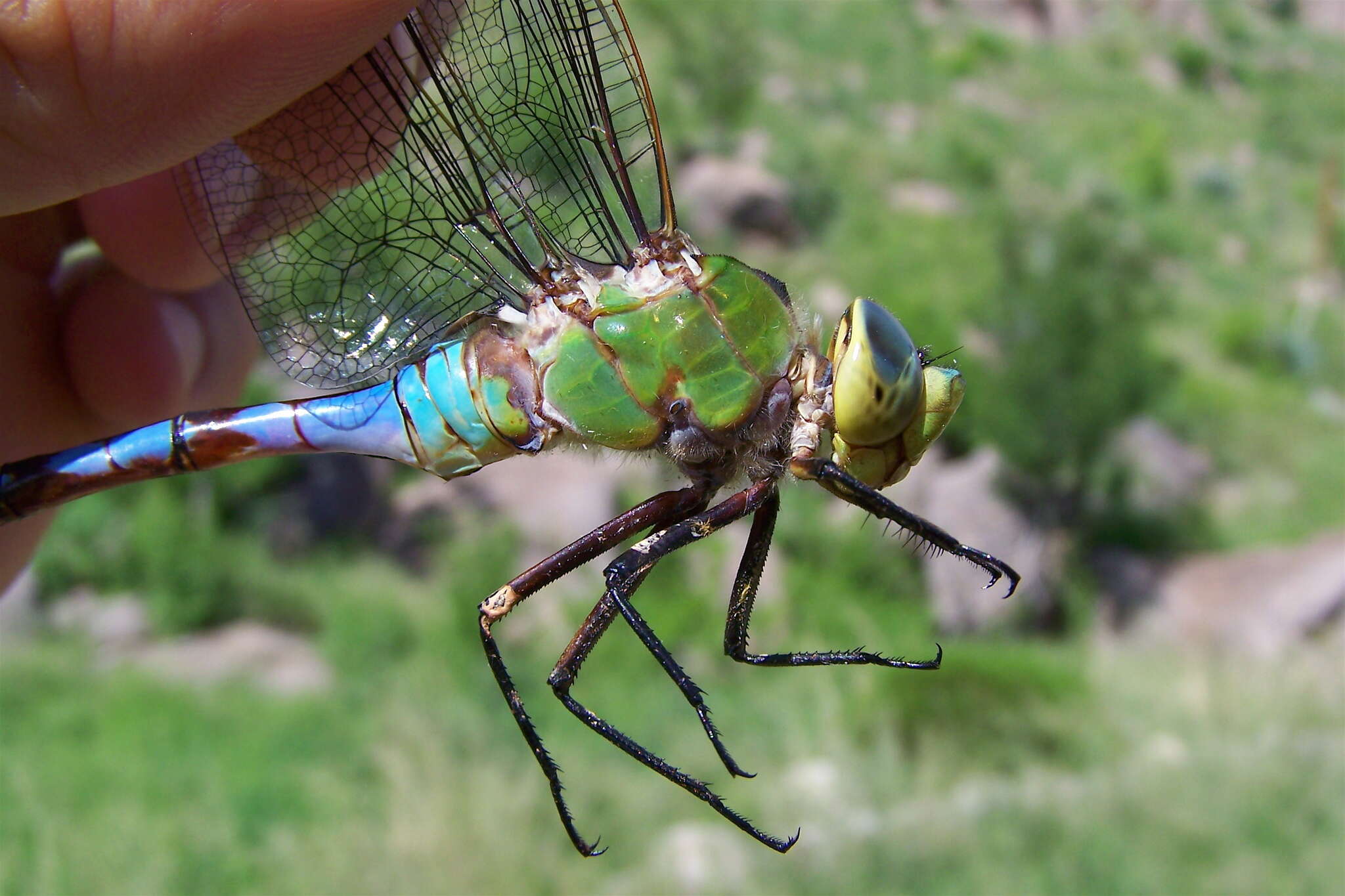 Image of Giant Darner