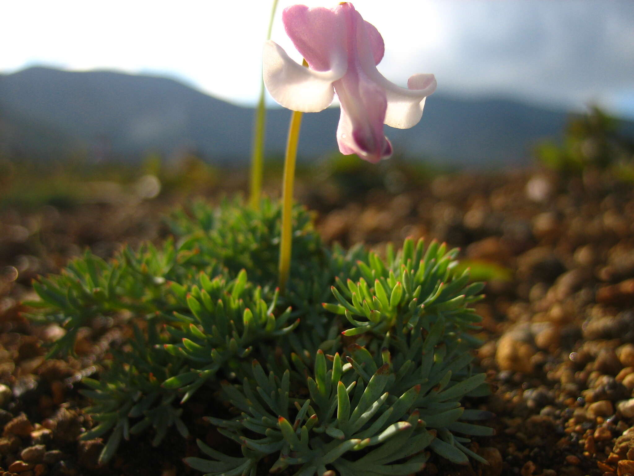 Image of Dicentra peregrina (Rudolph) Makino