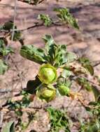 صورة Eremophila serrulata (A. DC.) Druce