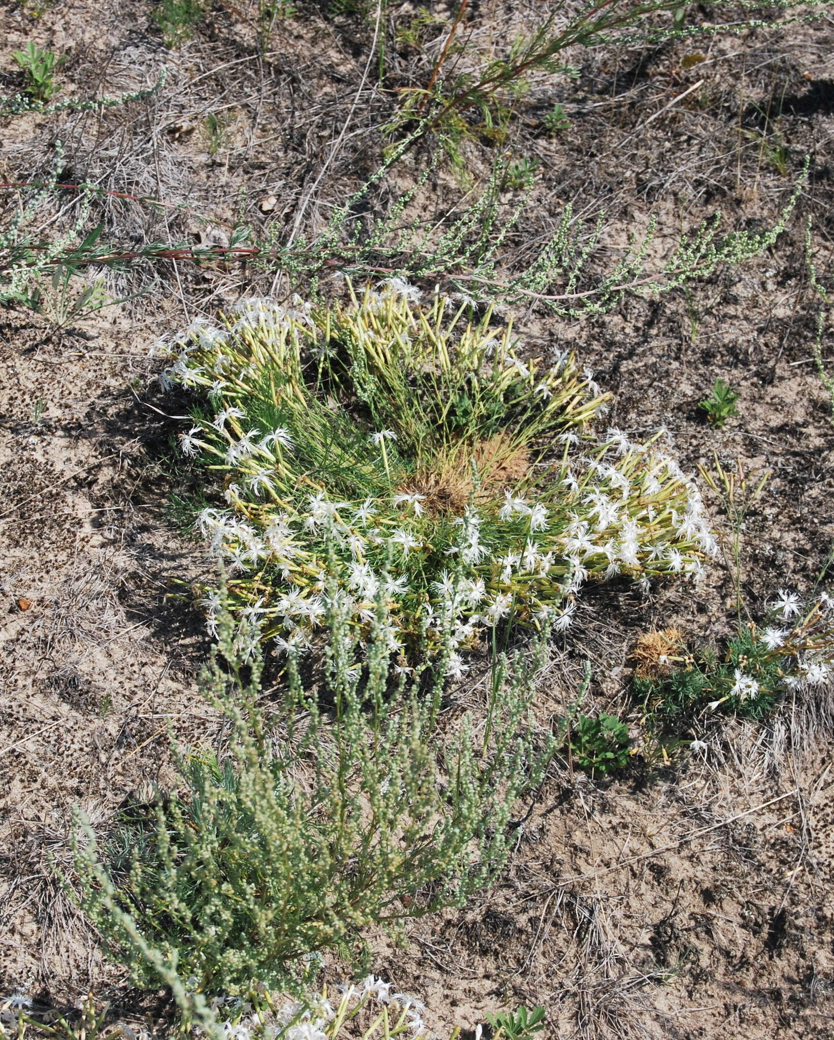 Imagem de Dianthus volgicus Juzepczuk