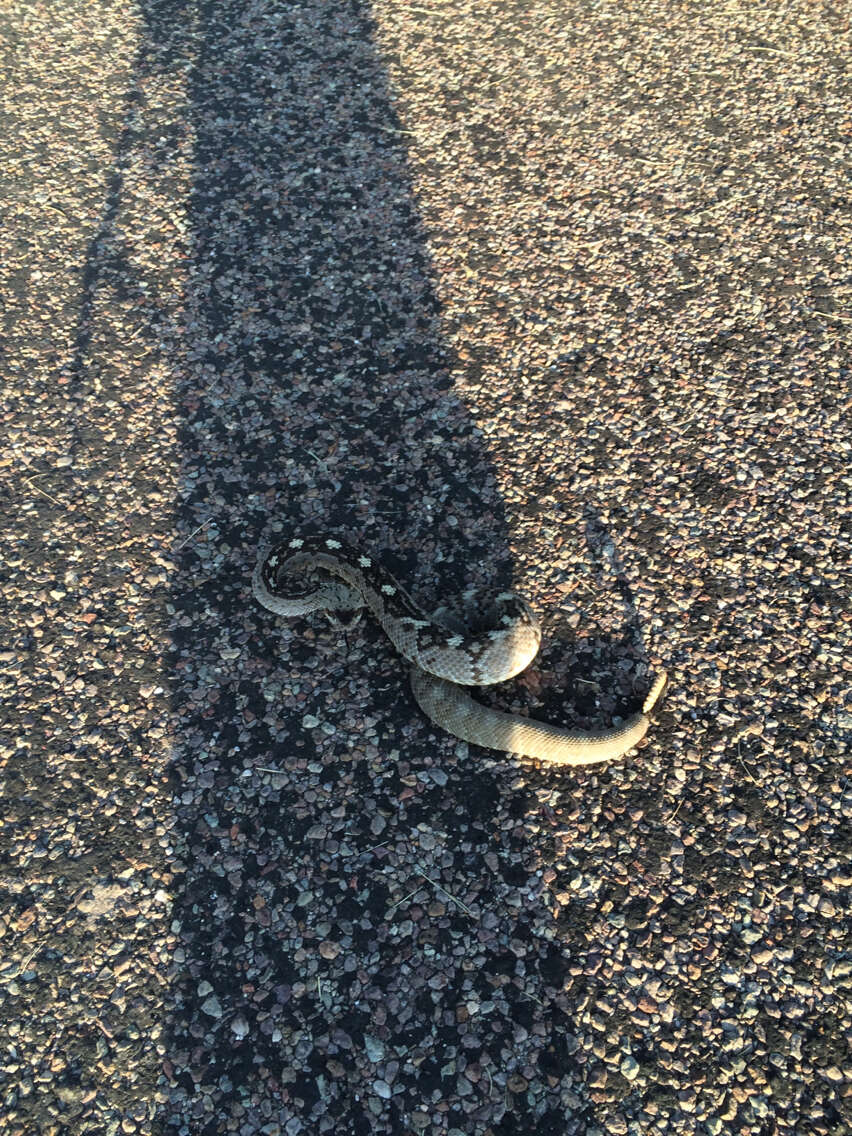 Image of Crotalus ornatus Hallowell 1854