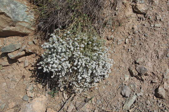 Image of Acanthophyllum mucronatum C. A. Mey.