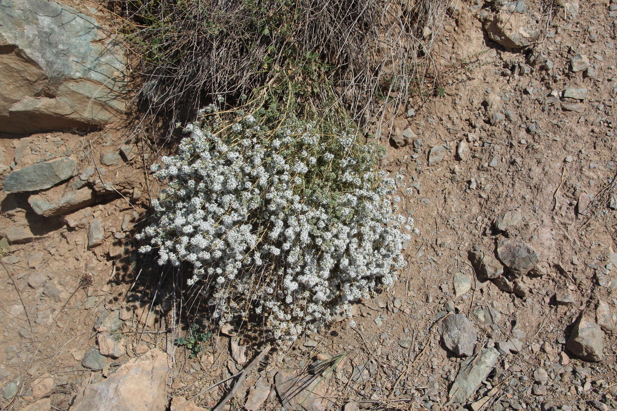 Слика од Acanthophyllum mucronatum C. A. Mey.