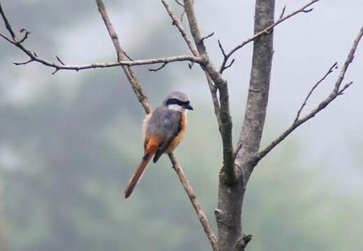 Image of Grey-backed Shrike