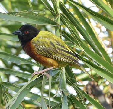 Image of Golden-backed Weaver