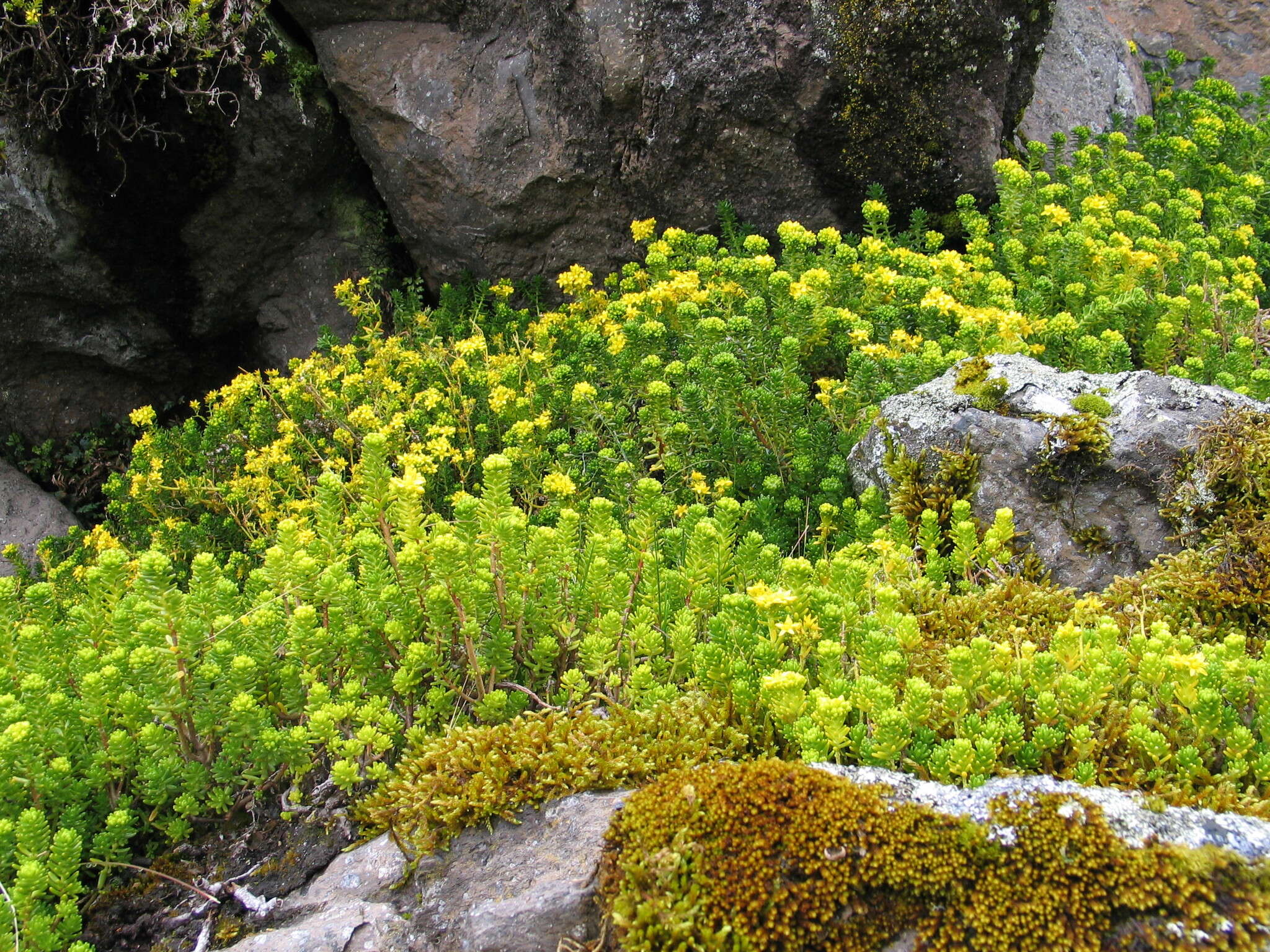 Plancia ëd Sedum ruwenzoriense E. G. Baker