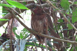 Image of Choco Screech Owl