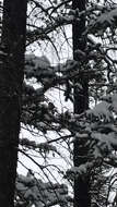 Image of Boreal Chickadee