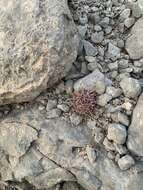 Image of Chihuahuan fishhook cactus