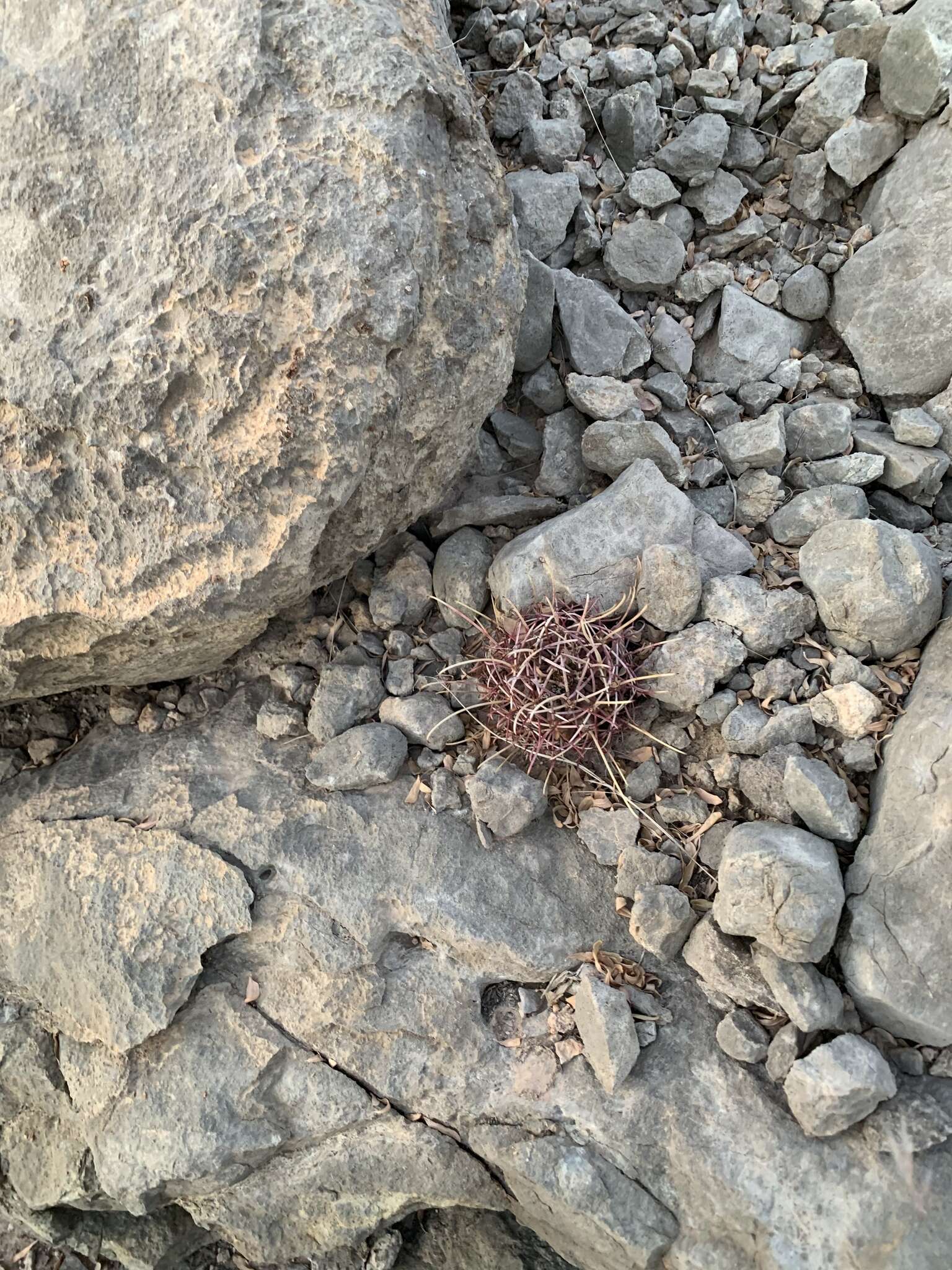 Image of Chihuahuan fishhook cactus