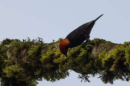 Image of Red-headed Malimbe