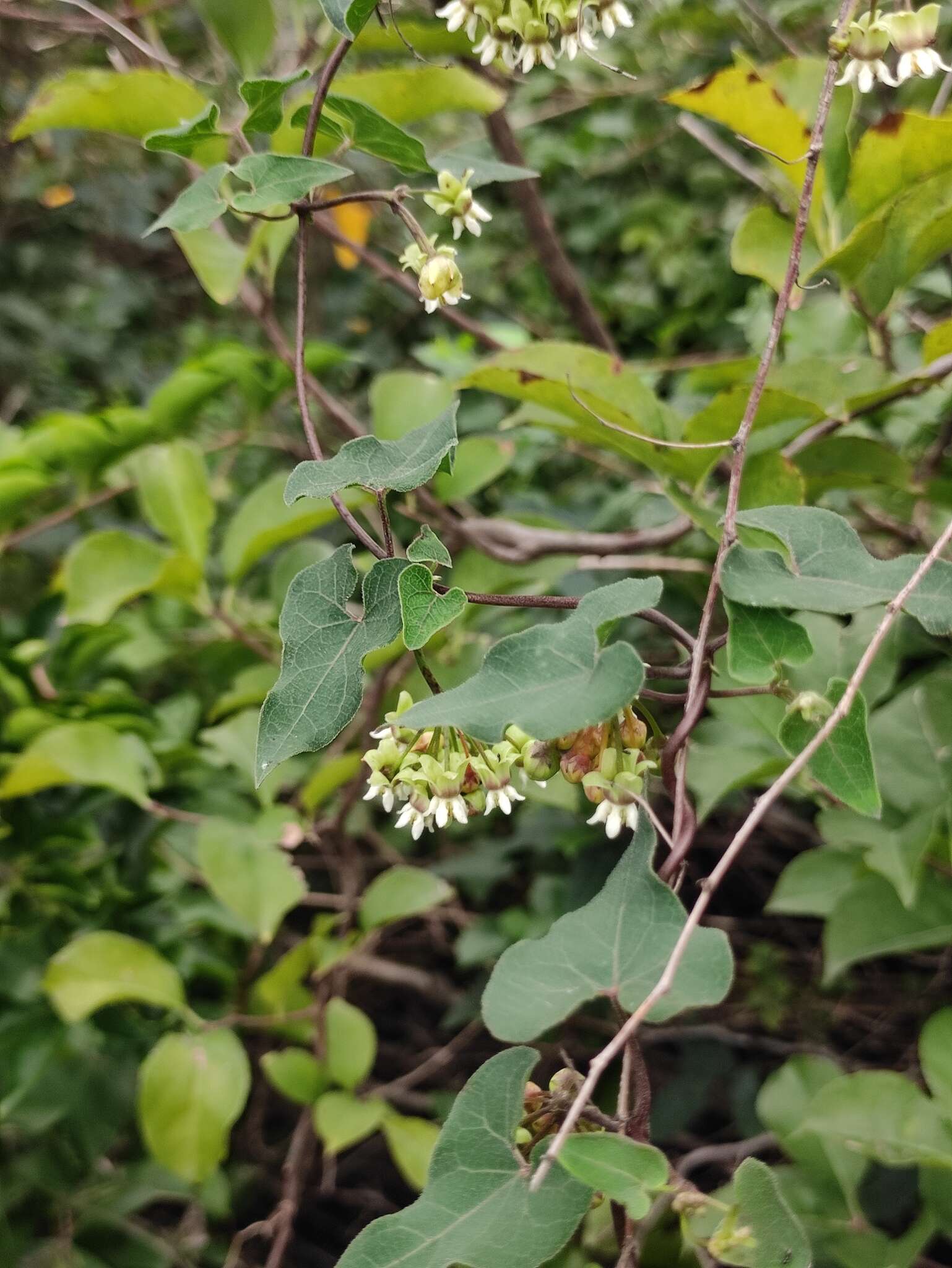 Sivun Cynanchum bungei Decne. kuva