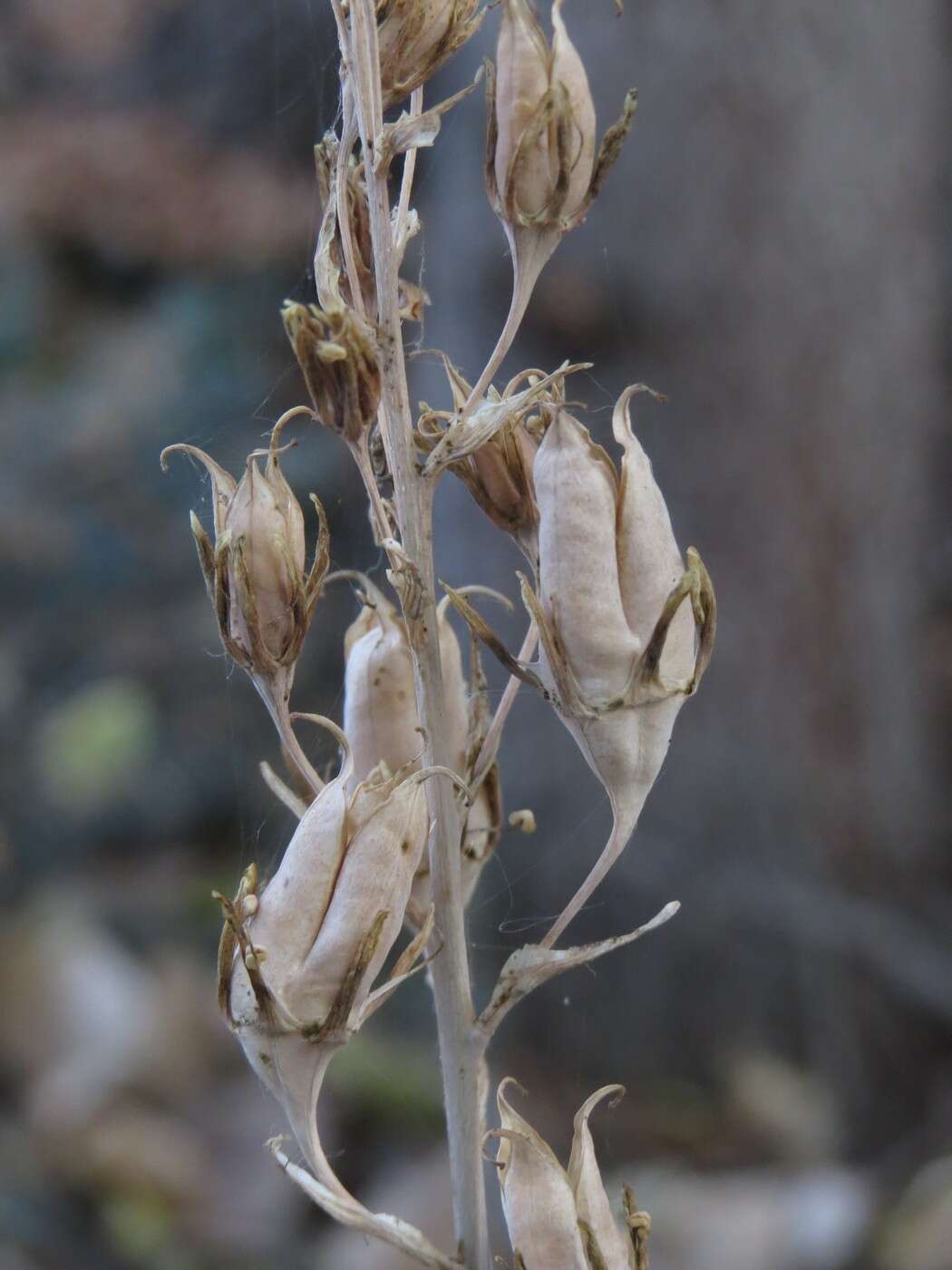 Image of Western False Deathcamas