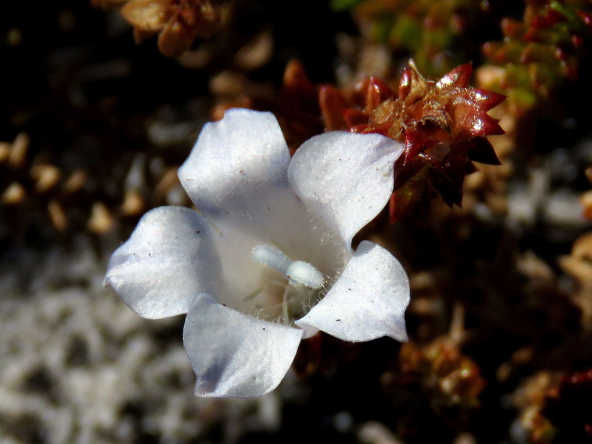 Image of Roella recurvata A. DC.