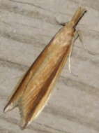 Image of Scarce Water-veneer