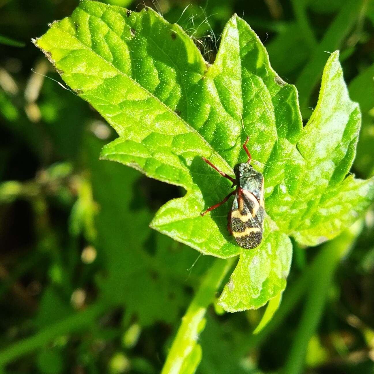 Image of Deois (Fennahia) flexuosa (Walker 1851)