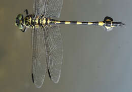 صورة Sinictinogomphus Fraser 1939