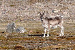 Imagem de Rangifer tarandus platyrhynchus (Vrolik 1829)