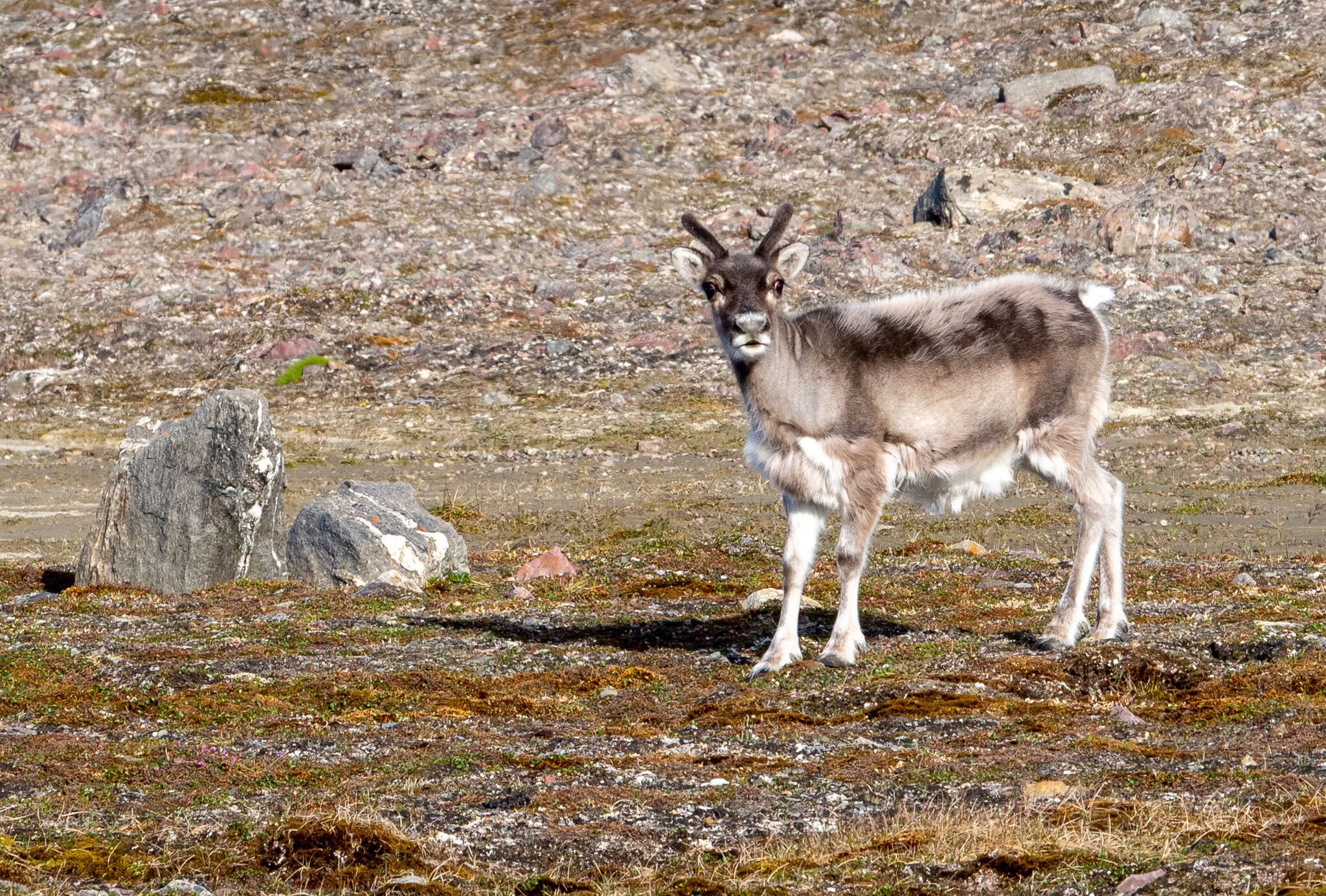 Imagem de Rangifer tarandus platyrhynchus (Vrolik 1829)