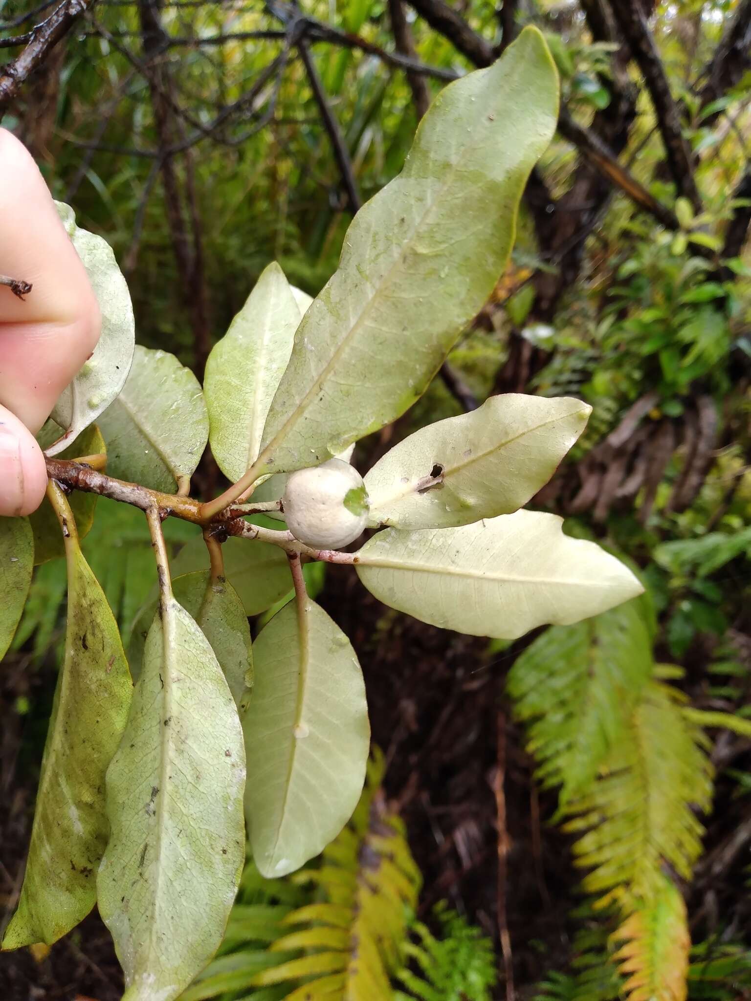 Image de Pittosporum huttonianum T. Kirk