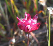 Image of cowbag clover