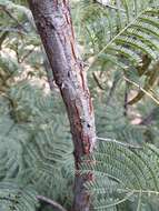 Image of Common hook-thorn Acacia