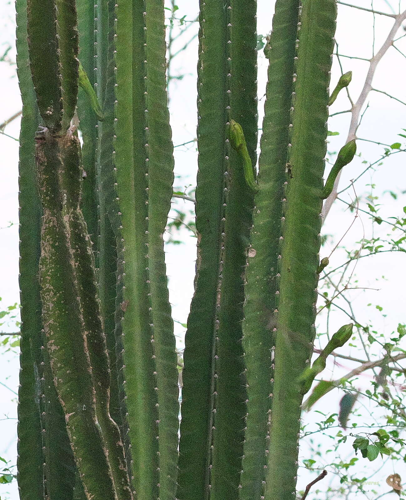 Image de Cereus bicolor Rizzini & A. Mattos